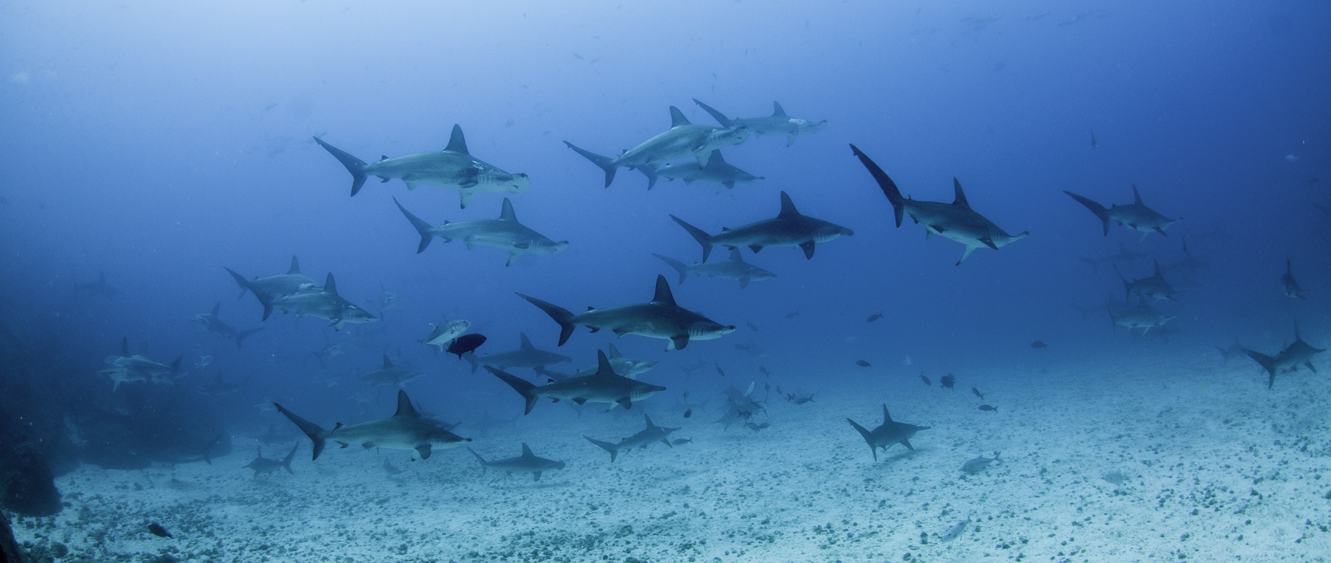 Why Palau Liveaboards Are the Ultimate Diving Experience